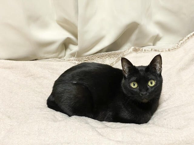 布団の上の黒猫