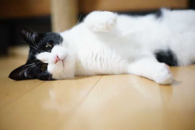 キャットウォーク
