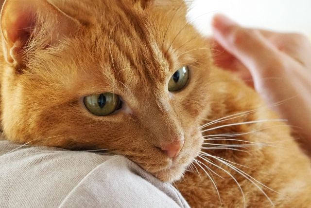 保護され安心して暮らす猫
