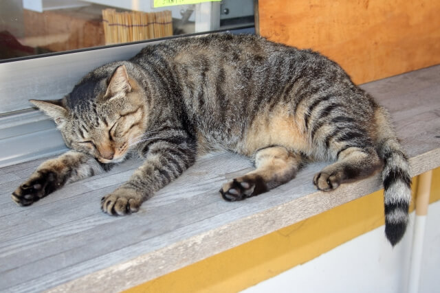 猫の受け入れ
