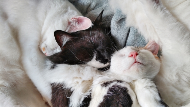 眠る猫たち