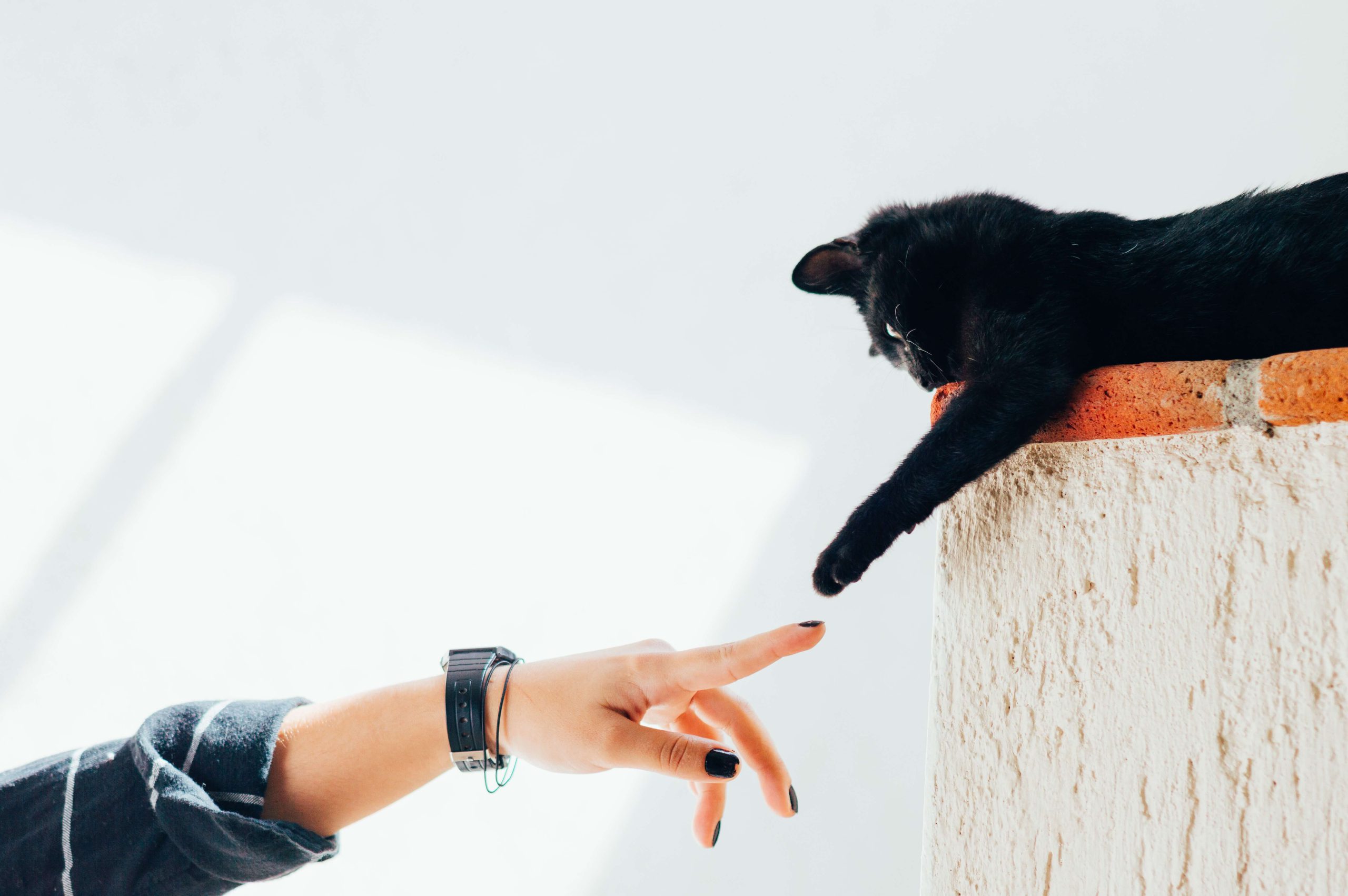 人間と猫