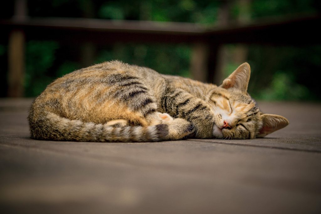 眠り猫