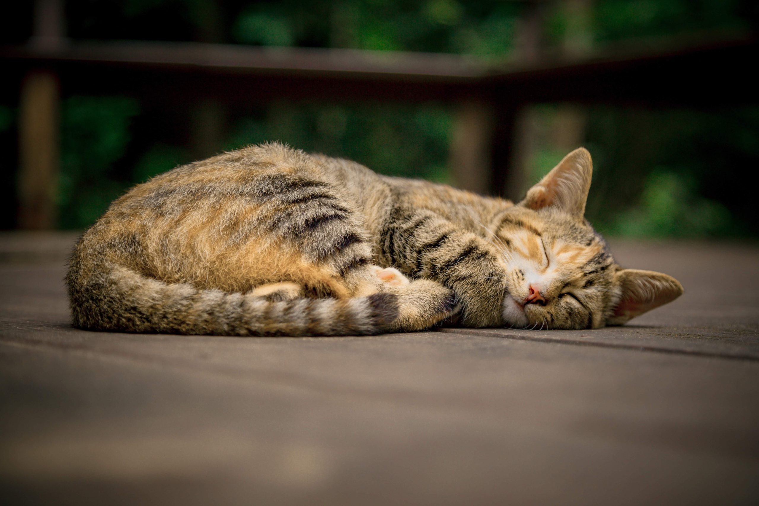 猫を飼えなくなったときはどうすればよい 考えられる引き取り先一覧 Npo法人ねこほーむ