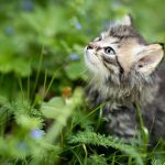 野良の子猫を拾ったら…?自分で飼えない場合は里親を探そう