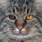 老猫の介護方法とは？飼い主の負担を減らすケア方法を解説