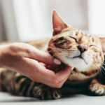 保護猫引き取り後に慣れるまでの期間は？正しいステップとコツを解説