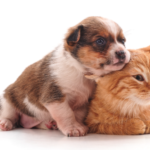 犬猫同居が失敗する原因は？成功のポイントとうまくいかない時の対処法