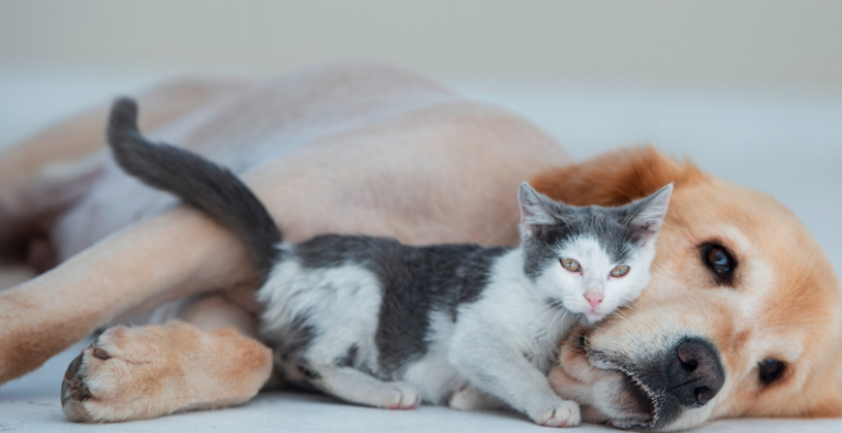 犬猫同居が失敗する原因は？成功のポイントとうまくいかない時の対処法 | NPO法人ねこほーむ