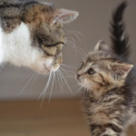 先住猫と子猫が仲良くなるまでの期間は？段階別の手順と成功のコツ