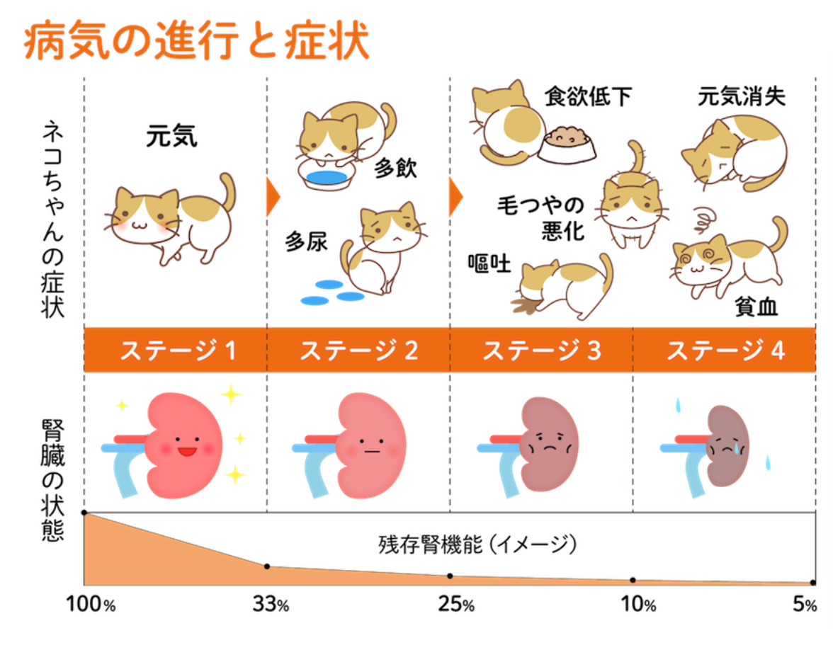 猫の腎臓の状態と病気の症状の進行状態を示す表