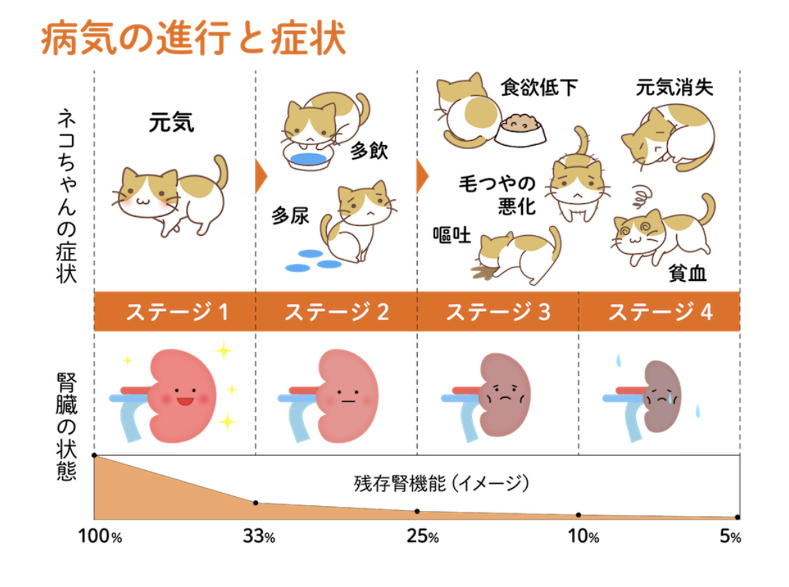猫の腎臓の状態と症状を表す表