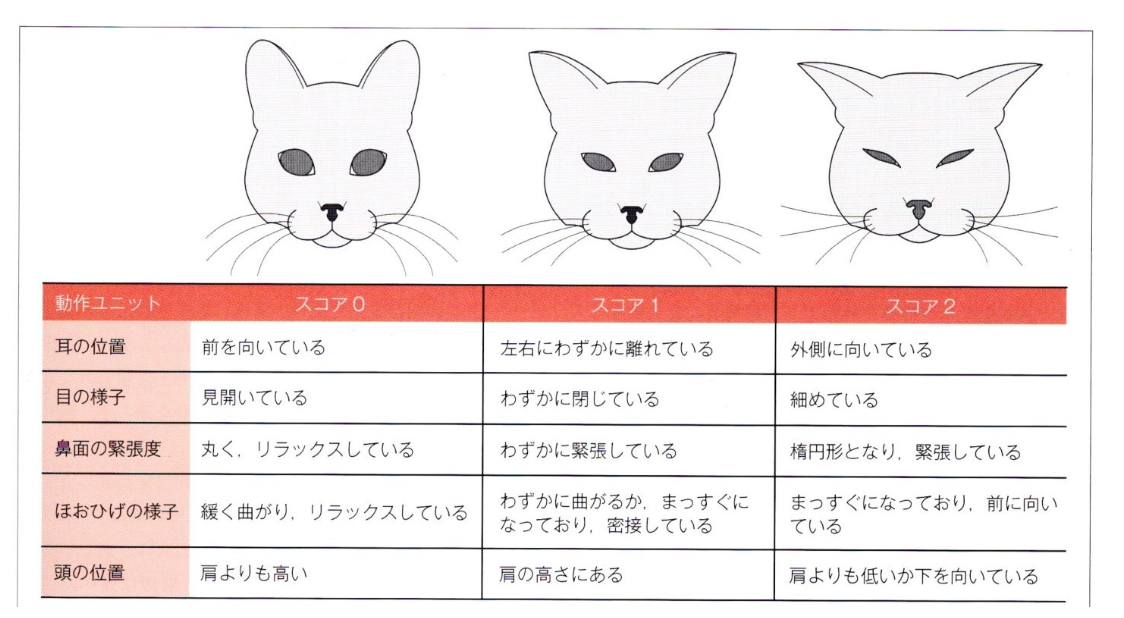 猫の表情と気持ちの関係が分かる表