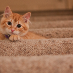 猫を飼い始めるときにすべき準備は？必要なものと環境を解説