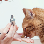 猫の去勢手術はいつ受けるべき？費用・手術内容・術後のケアも解説