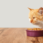 猫の餌の量はどれくらいが適切？計算方法や与え方のポイントを解説