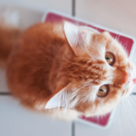 猫の適性体重は何キロ？無理のないダイエットのやり方も解説