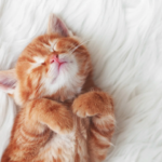 猫の離乳食はいつからいつまで？時期別のご飯のあげ方を解説