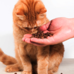 子猫の餌やりはどうすればよい？種類・分量・回数などを一斉に解説