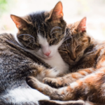 先住猫が子猫を受け入れない理由と対処法｜仲良くなるまでの期間と受け入れサインを解説