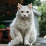 野良猫を捕まえる簡単な方法と引き取り時にやるべきこと一覧