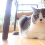 猫の留守番は1泊2日が限界？家を留守にする前の事前準備とトラブル防止法