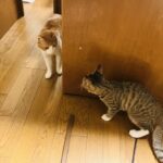 仲の悪い猫を仲良くさせる方法は？喧嘩発生時の対応も解説