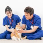 猫の健康診断は必要ない？診断でわかるこれだけのこと