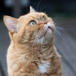 ペット後見とは？飼い主が知っておくべき仕組みと準備の手順
