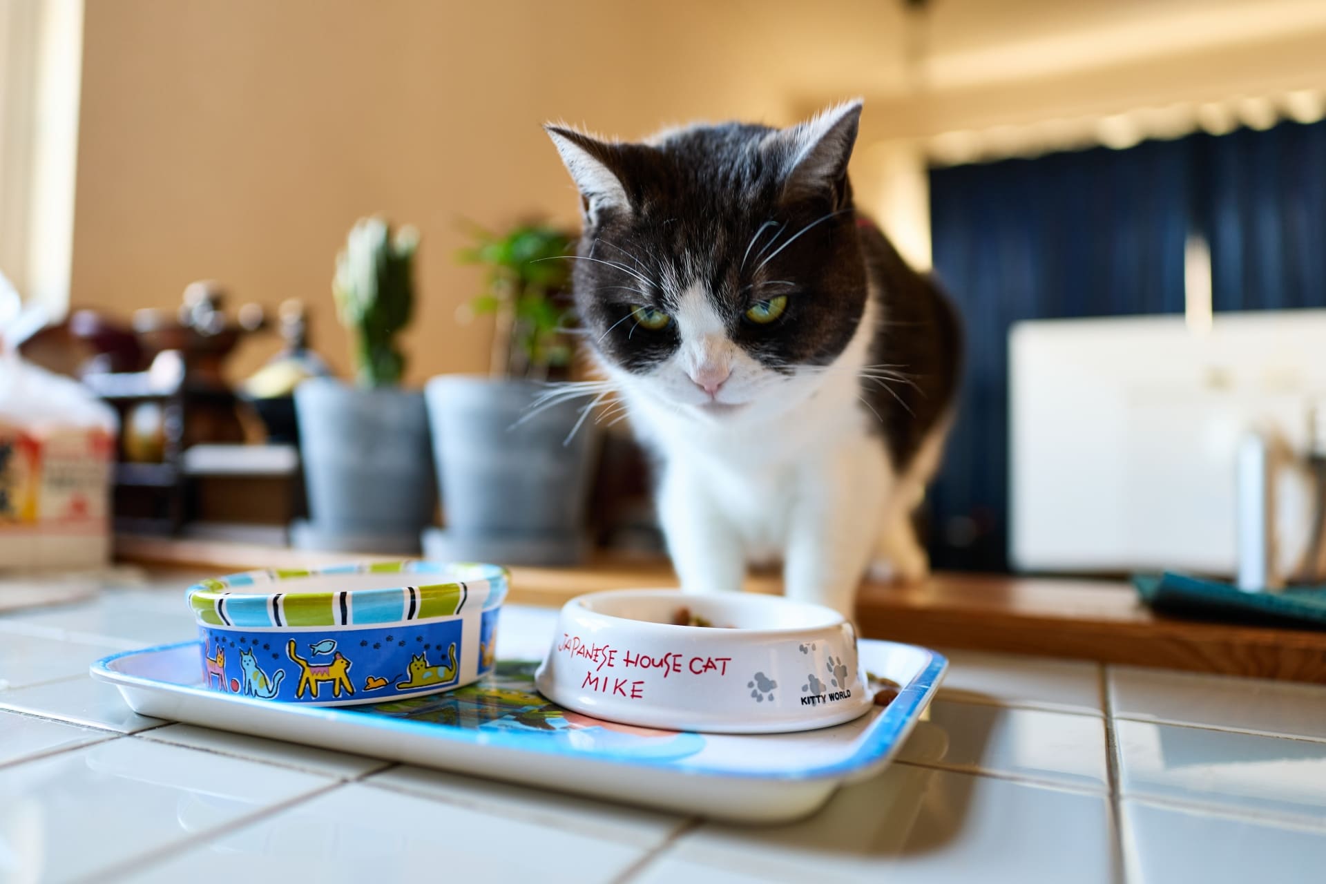 快適さと健康　猫　犬　食器　高齢　理想的な高さと角度 快適さと健康 猫 犬 食器 高齢 理想的な高さと角度 【公式通販】
