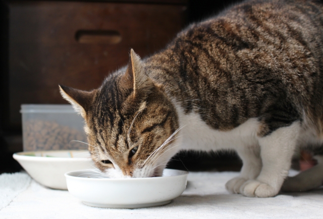 猫はヨーグルトを食べても大丈夫?注意点とメリット