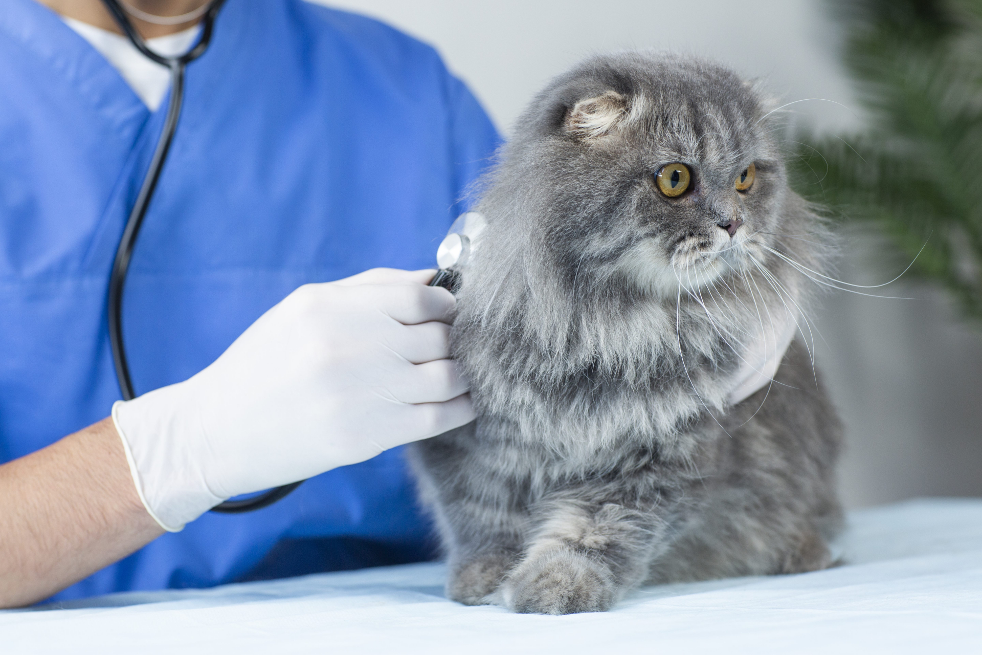 まず知っておきたい!猫の治療にかかる費用の目安
