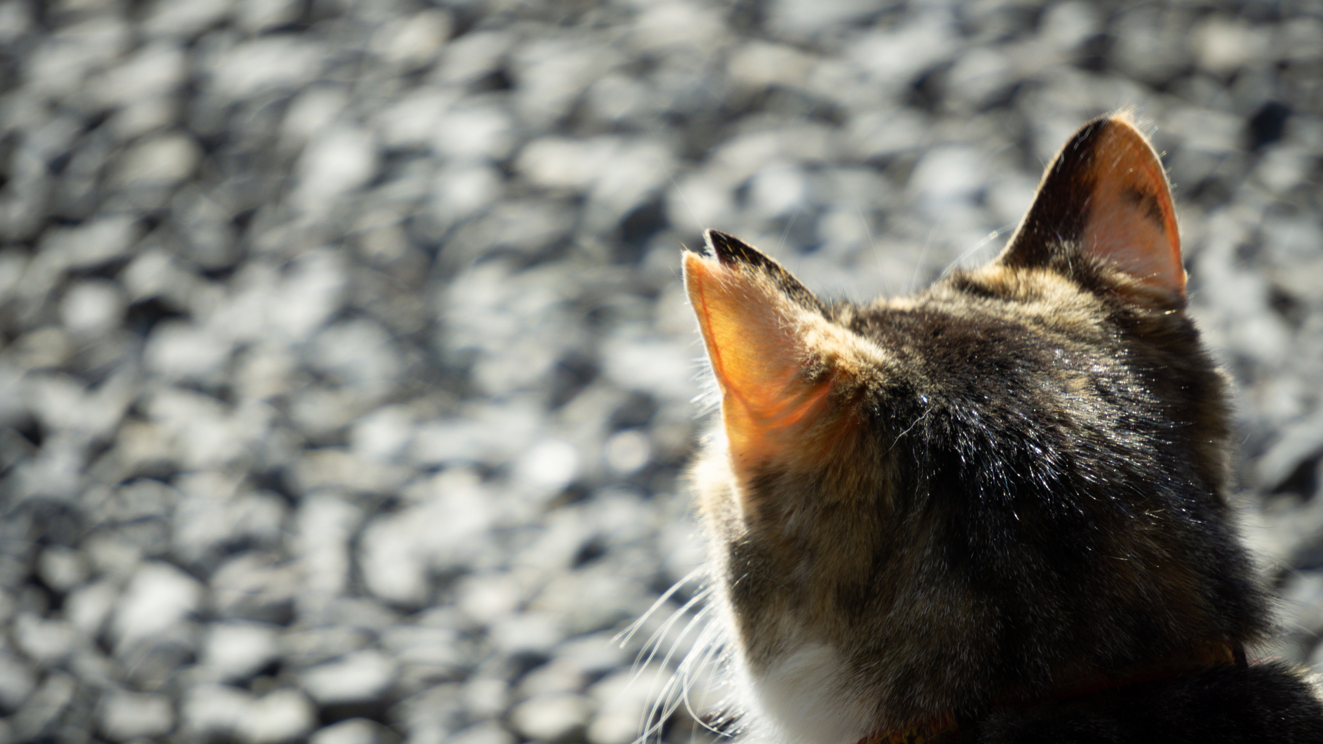 猫を増やさないためのTNRの進め方