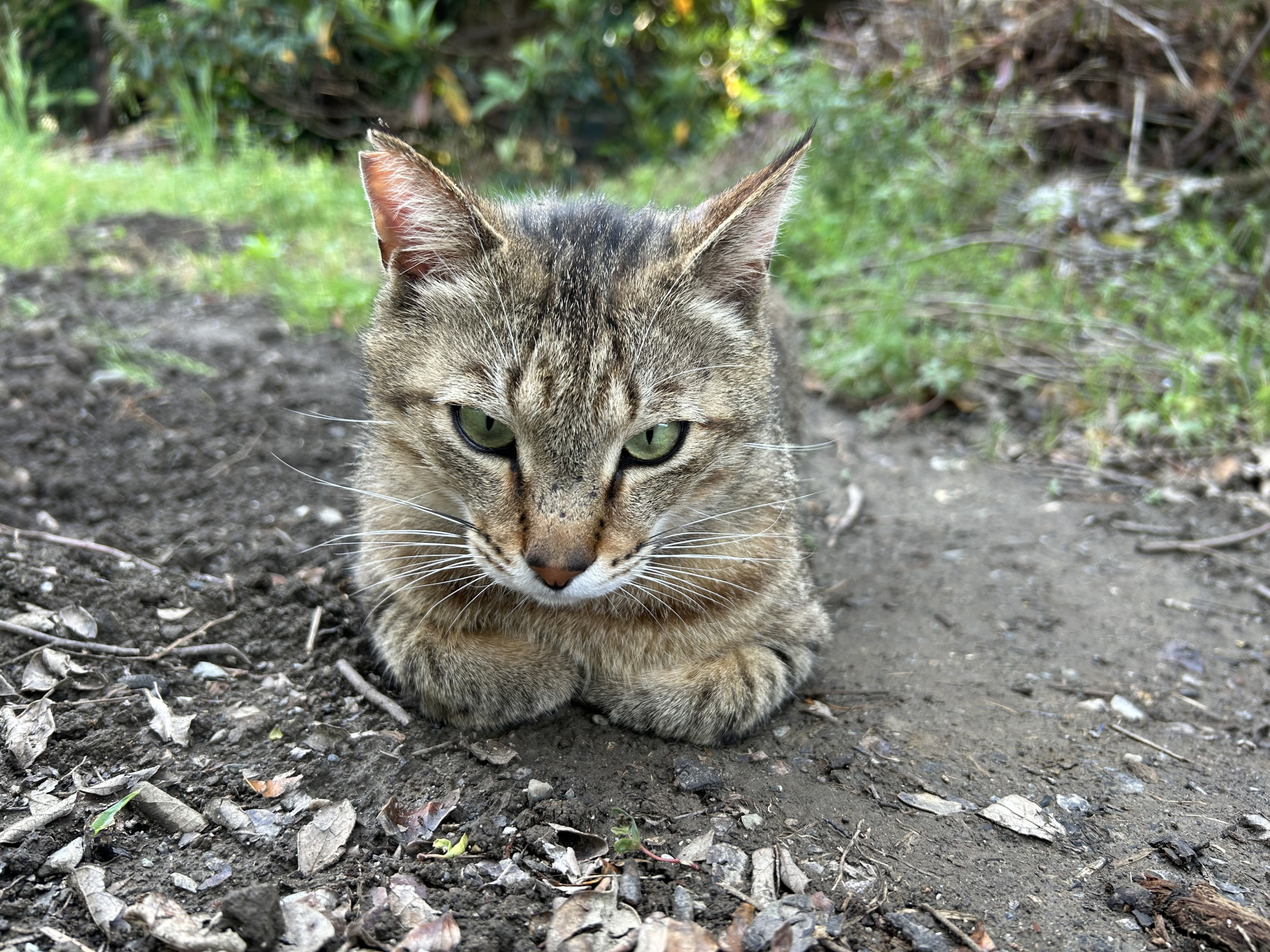 地域猫が「頭おかしい」と言われる理由