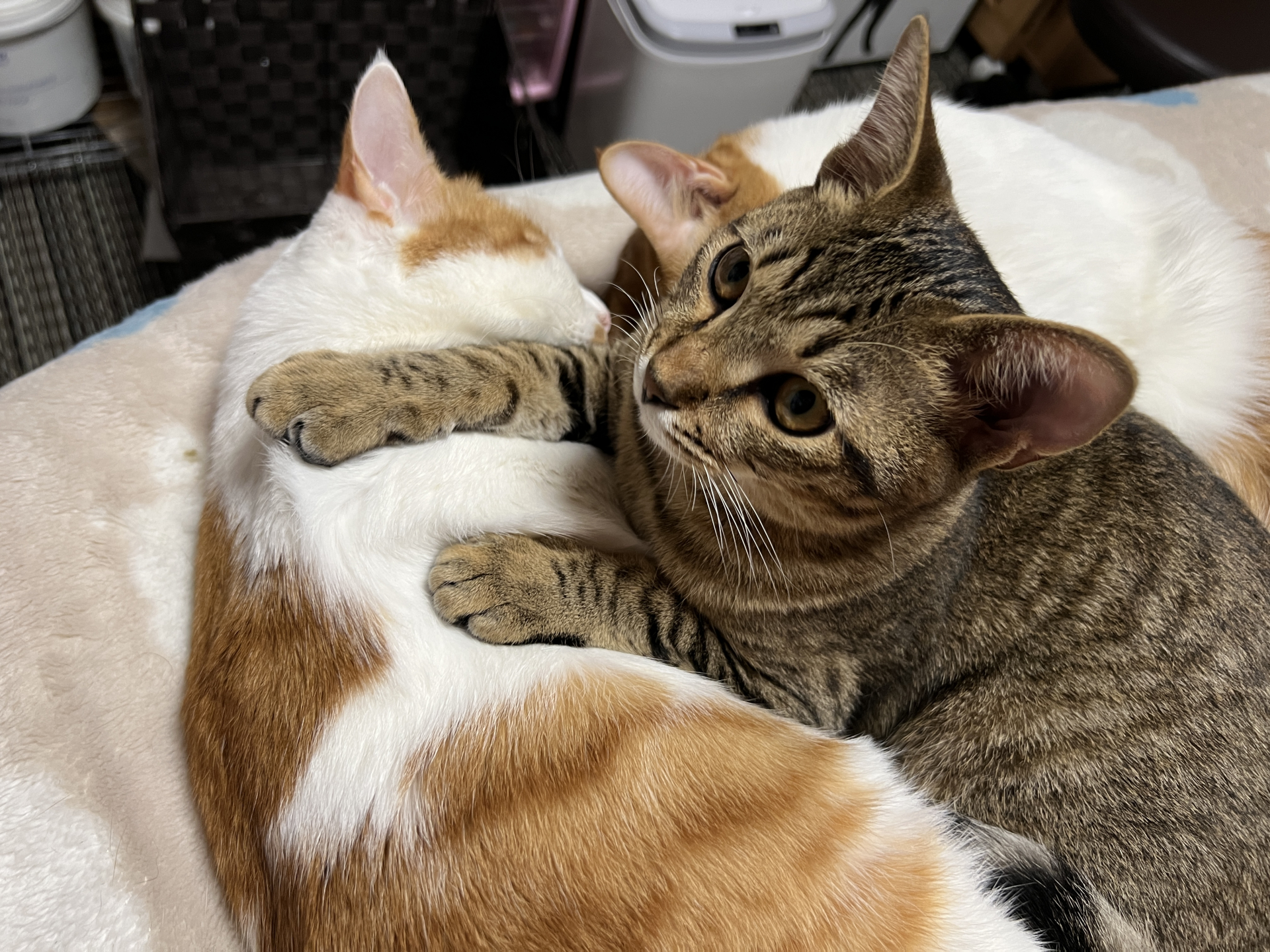 猫の多頭飼いはやめたほうがいい?メリット・デメリット